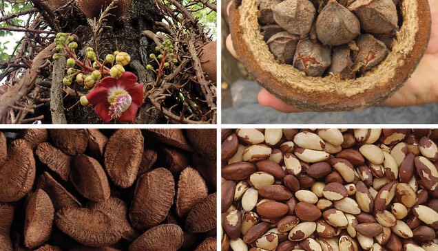 خطر مصرف زیاد آجیل برزیلی