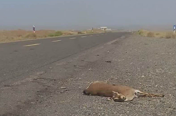 تلف شدن یک آهو در برخورد با خودرو در منطقه حفاظت‌شده کهیاز