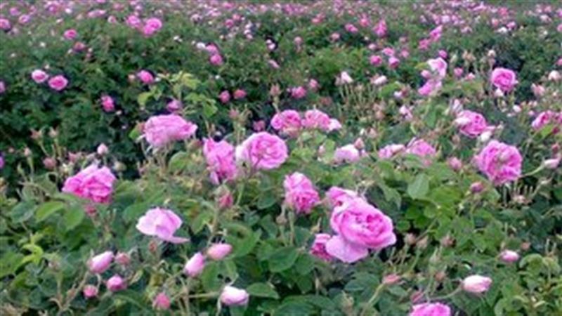 آغاز برداشت گل محمدی از ۱۲۵ هکتار گلستانهای قزوین