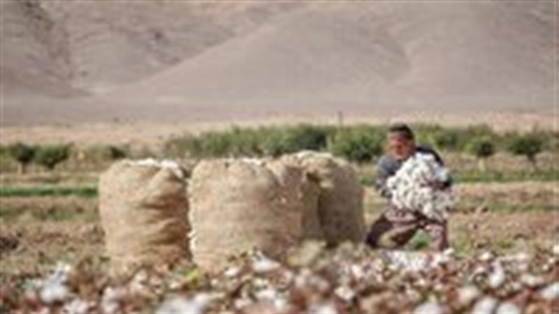 آغاز بیمه محصول پنبه در خراسان جنوبی