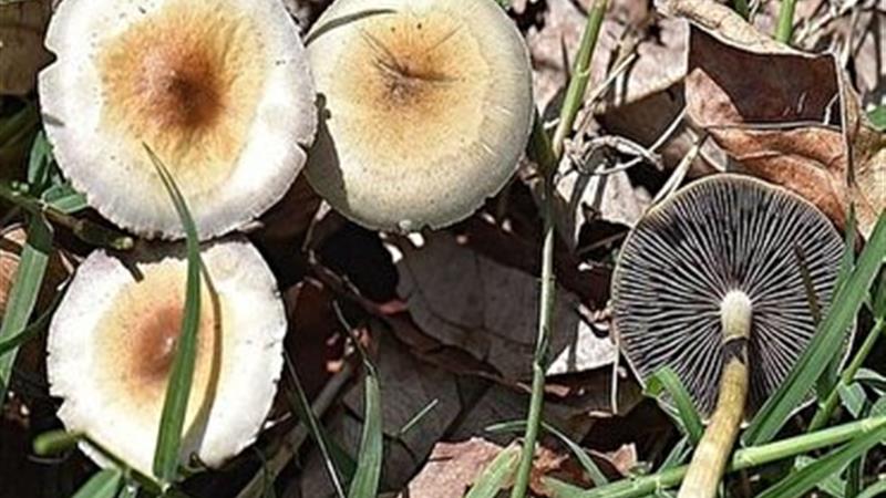 قارچهایی که طعم مرگ دارند