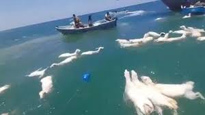 نجات گوسفندها از غرق شدن در سواحل یمن