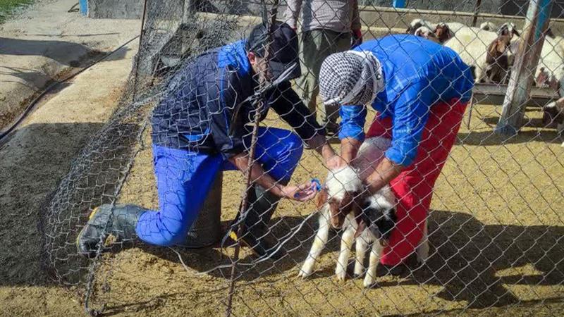 افزون بر۳.۹ میلیون راس دام در استان بوشهر علیه بیماریها واکسینه شدند