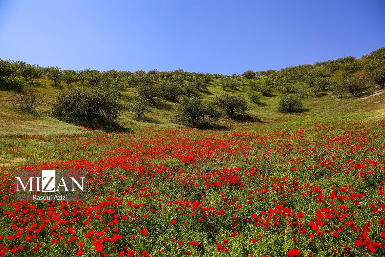 عکس/ جنگل پسته کلات جانی دوباره گرفت