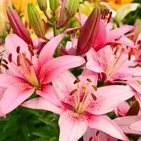 ۵ گل آپارتمانی برای بهاری‌شدن خانه