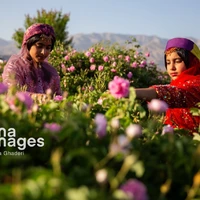 عکس/ گل و گلاب میمند