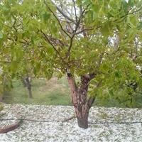 بارش‌های رگباری و تگرگ زنجان را فرا می‌گیرد