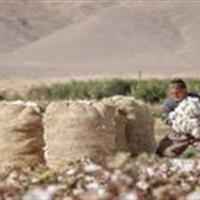 آغاز بیمه محصول پنبه در خراسان جنوبی