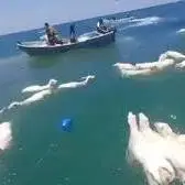 نجات گوسفندها از غرق شدن در سواحل یمن