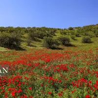 عکس/ جنگل پسته کلات جانی دوباره گرفت