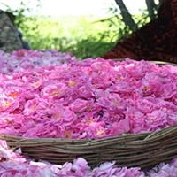 پیش‌بینی برداشت ۱۳۰ تن گل‌ محمدی در خوسف