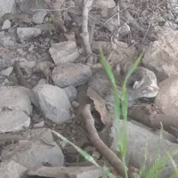 بازگشت دو توله‌پلنگ‌ به مادر با تلاش شبانه‌روزی محیط‌بانان ایذه