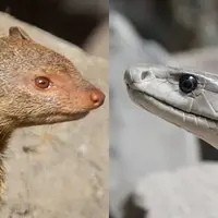 نبرد نفس‌گیر خدنگ و مار