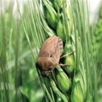 مبارزه با آفت گندم در هزار هکتار از مزارع گندم خراسان شمالی