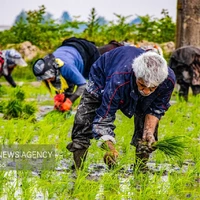عکس/ نشاء برنج در مازندران