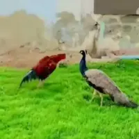 حمله خروس جنگی به طاووس
