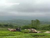 لحظات دیدنی برداشت برگ سبز چای در گیلان 