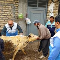 اجرای 14طرح پدافندی پایش بیماری‌های دامی و مشترک در لرستان