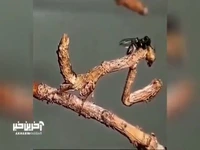 استتار فوق العاده یک نوع مانتیس 
