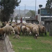 جولان گله‌های گوسفند در خیابان‌های کلانشهر کرمانشاه