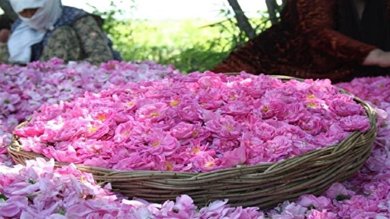 پیشبینی برداشت ۱۳۰ تن گل محمدی در خوسف