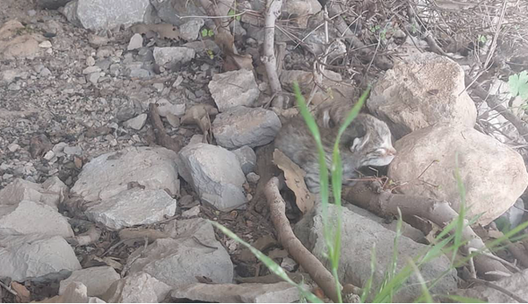 بازگشت دو تولهپلنگ به مادر با تلاش شبانهروزی محیطبانان ایذه