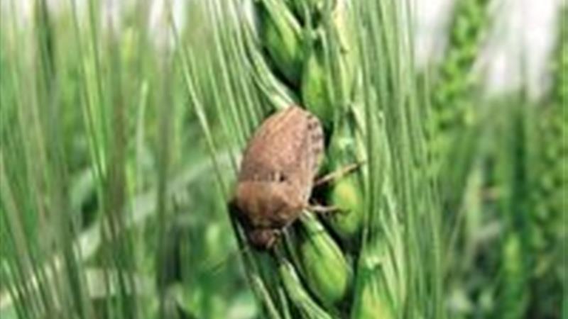 مبارزه با آفت گندم در هزار هکتار از مزارع گندم خراسان شمالی