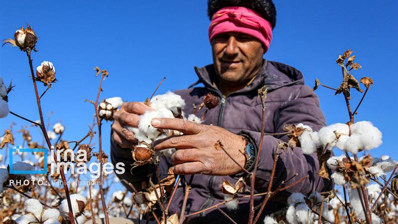 خیز گلستان برای جهش تولید پنبه؛ خبرهای خوبی در راه است