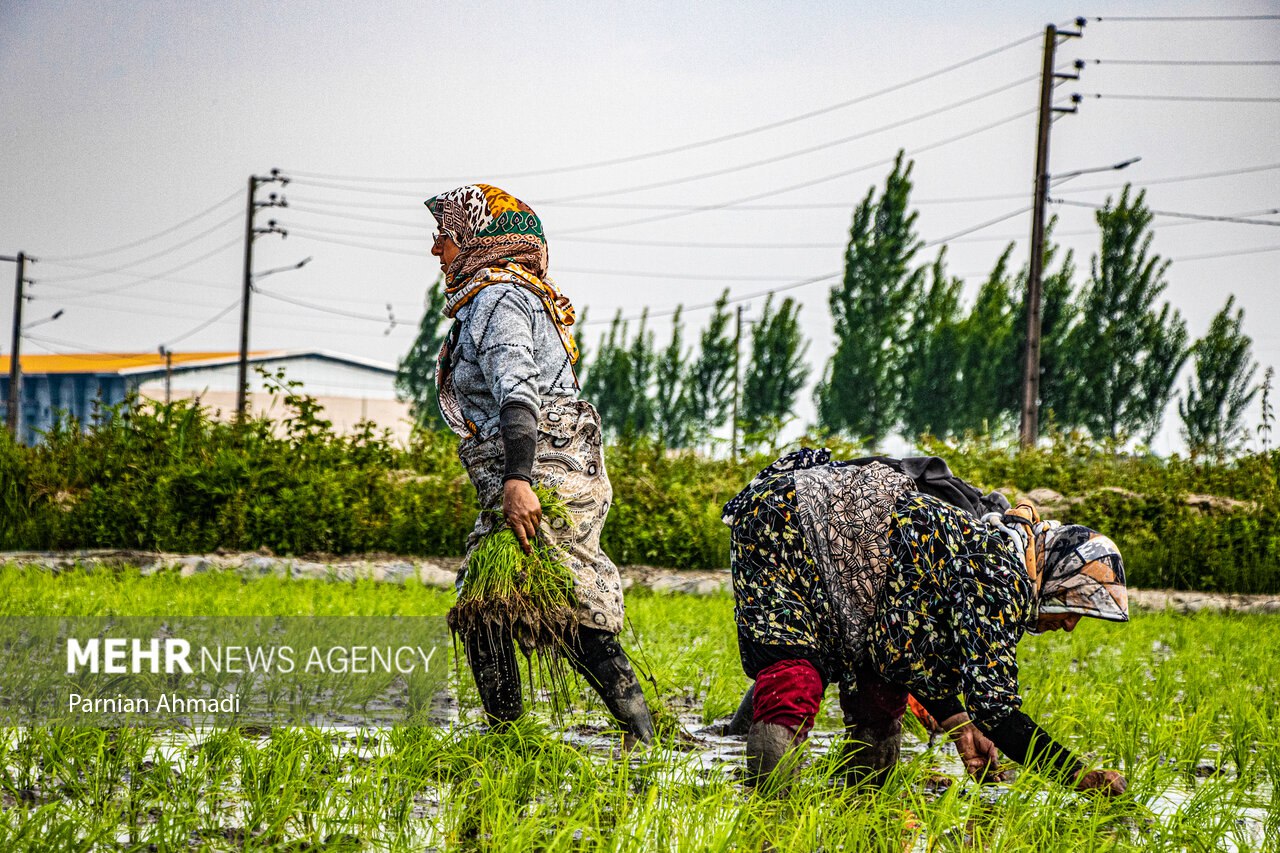 عکس/ نشاء برنج در مازندران