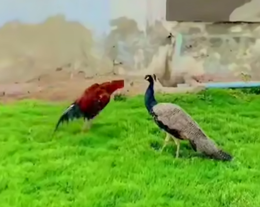 حمله خروس جنگی به طاووس
