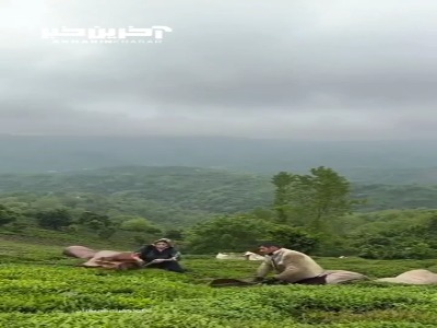 لحظات دیدنی برداشت برگ سبز چای در گیلان