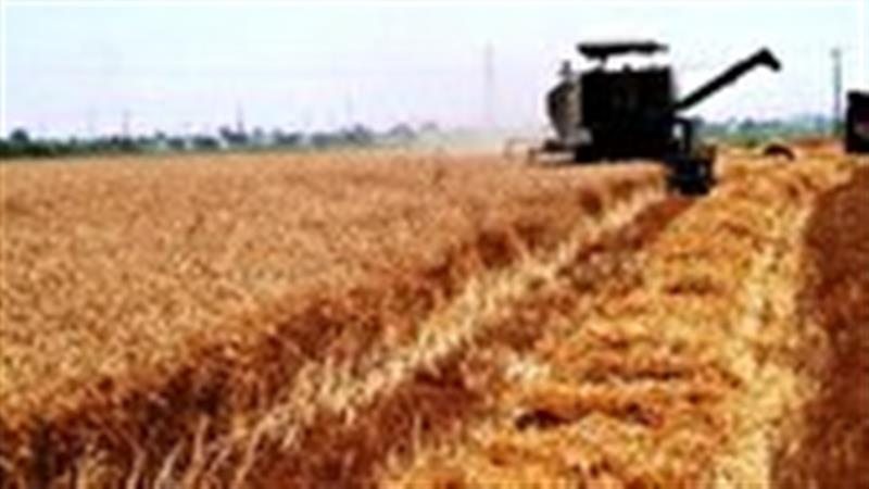 آغاز برداشت جو از مزارع قم