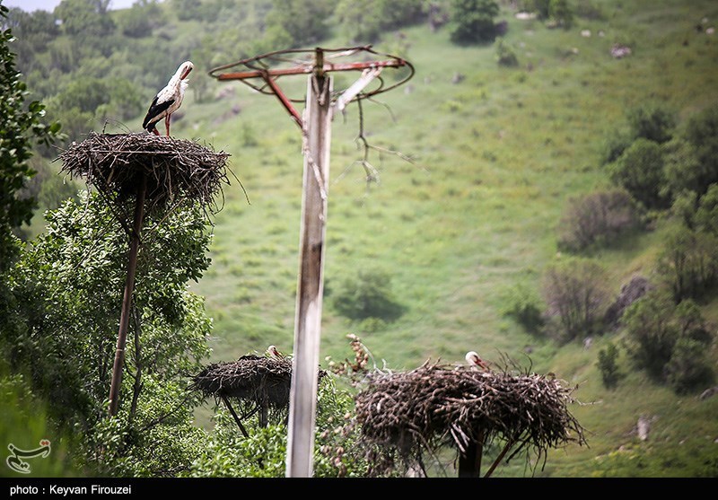 همزیستی لک‌لک‌ها و انسان در روستای دره‌تفی مریوان