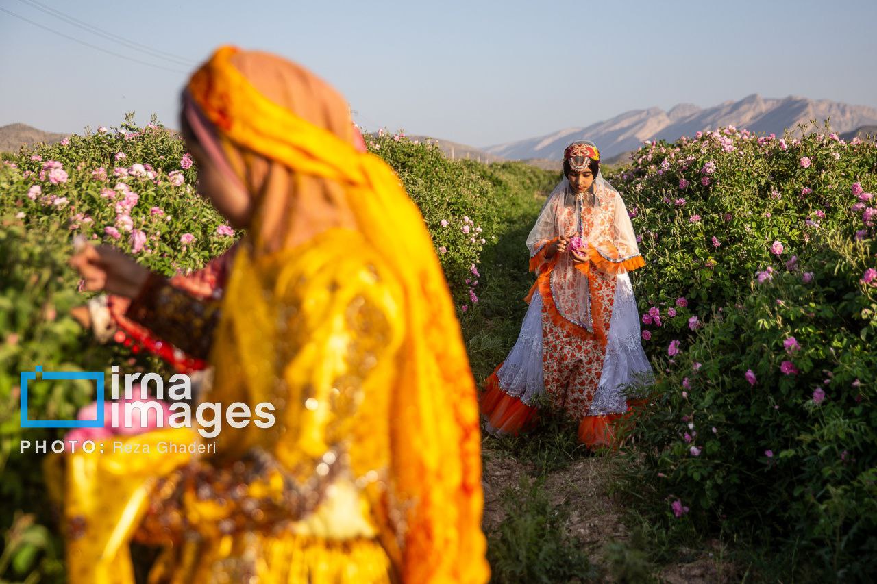 برداشت گل محمدی از باغات میمند
