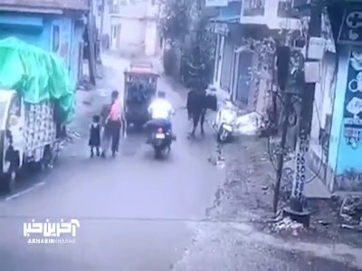 سرقت موتورسیکلت توسط یک گاو!