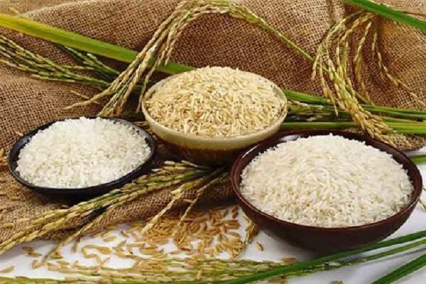 ضرورت خرید تضمینی برنج برای کوتاهشدن دست دلالان