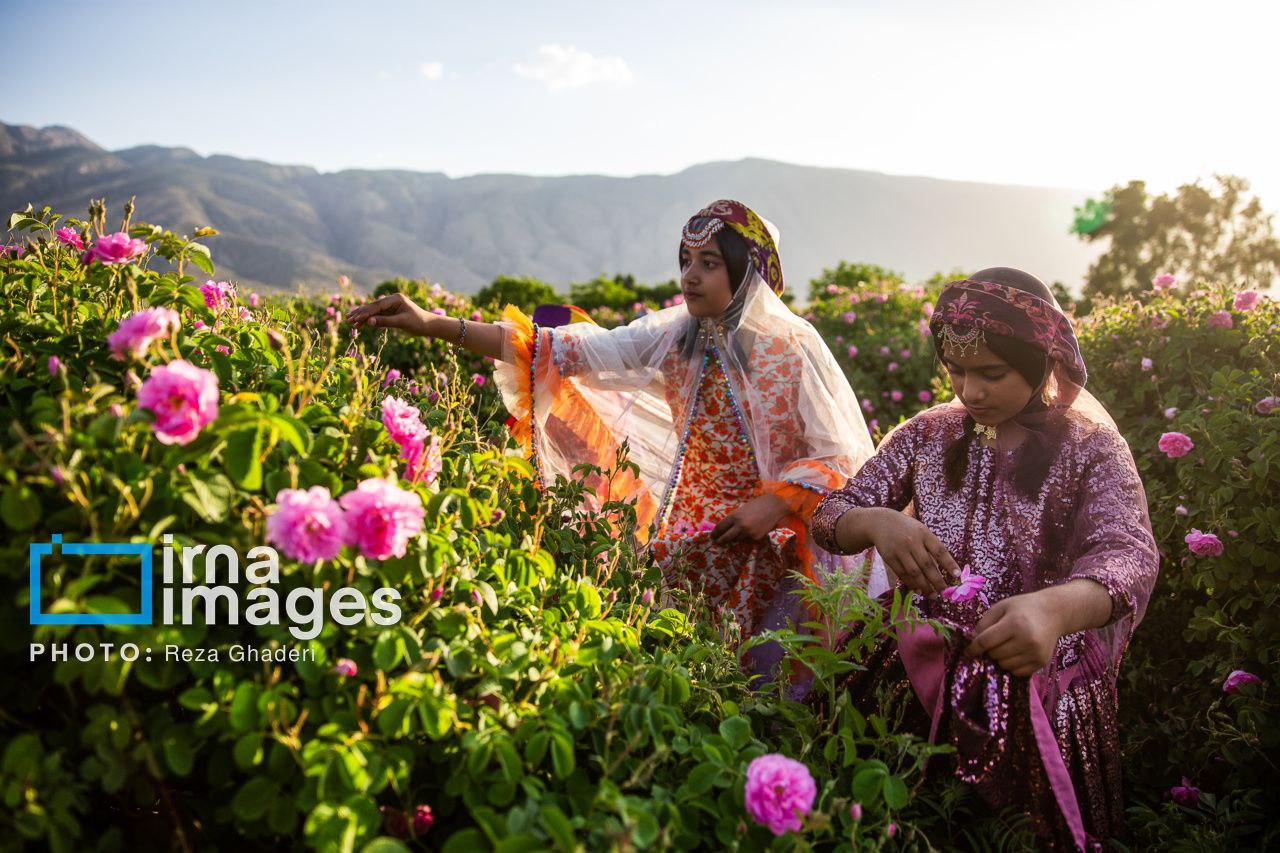 برداشت گل محمدی از باغات میمند