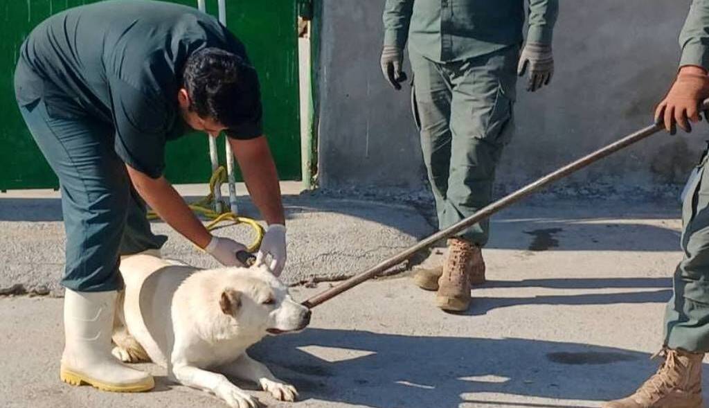 هشت نفر بر اثر حمله سگ ولگرد مجروح شدند