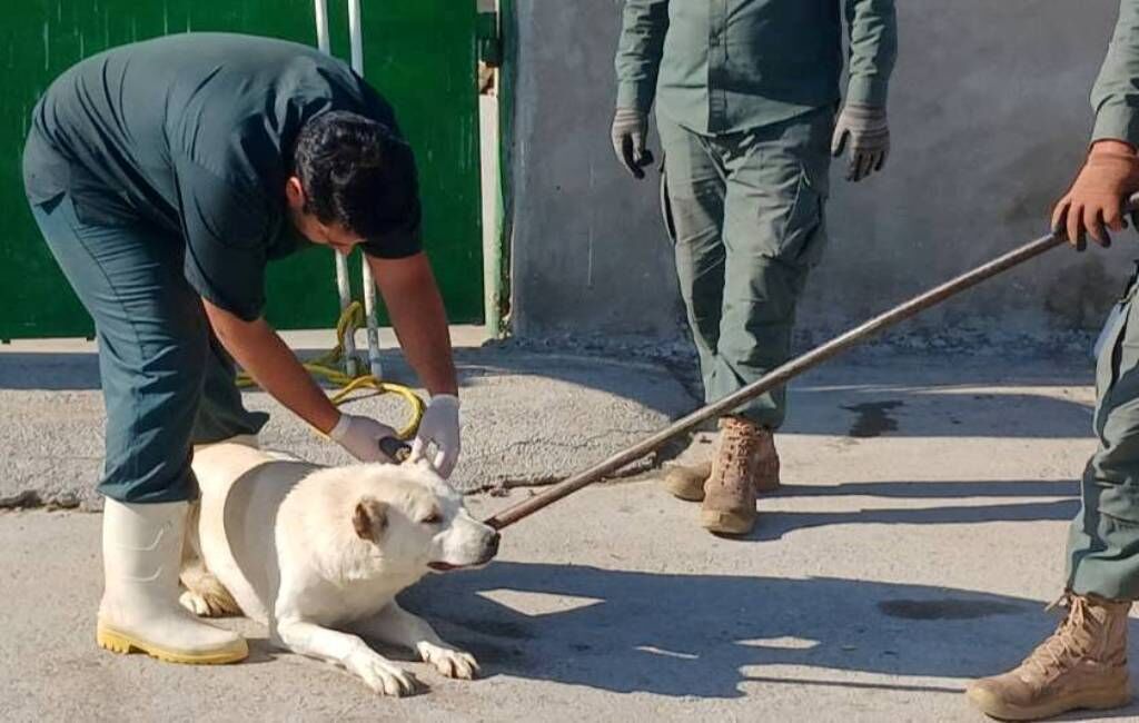 هشت نفر در جوین بر اثر حمله سگ مجروح شدند