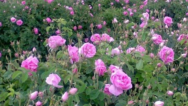 برداشت گل محمدی از گلستانهای قزوین آغاز شد
