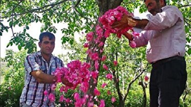 عطر گل و گلاب در بازار چرداول پیچید