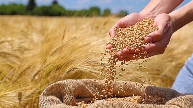 تشکیل ۵۰ کمیسیون خرید تضمینی گندم در لرستان