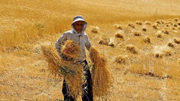 کشاورزها دیگر گندم نسیه نمیفروشند