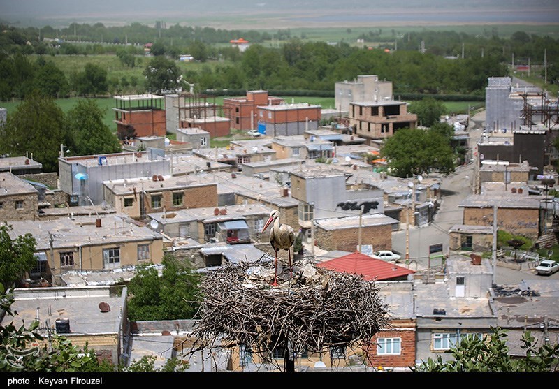 همزیستی لک‌لک‌ها و انسان در روستای دره‌تفی مریوان
