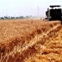 آغاز برداشت جو از مزارع قم