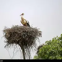 همزیستی لک‌لک‌ها و انسان در روستای دره‌تفی مریوان