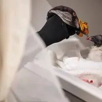 تصویری جالب از غذا دادن به یک جوجه کرکس در باغ وحش نیویورک