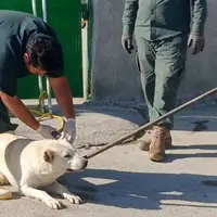 هشت نفر بر اثر حمله سگ ولگرد مجروح شدند