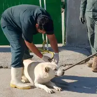هشت نفر در جوین بر اثر حمله سگ مجروح شدند