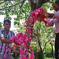 عطر گل و گلاب در بازار چرداول پیچید